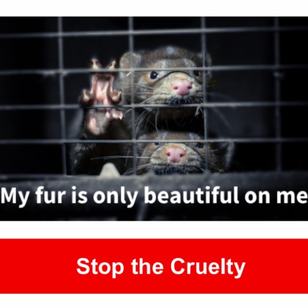 SAY NO TO MINK 👁️ EYELASHES 🙅‍♂️🙅‍♀️🙅
‼️NOT FOR SALE‼️ - Picture 7 of 16